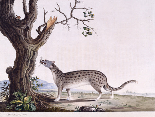 The Fossane', from 'New illustrations of zoology', London, 1776