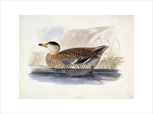 A duck, probably a Silver Teal, in profile