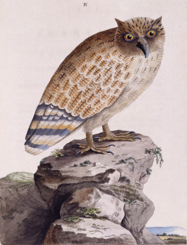 The Great Ceylonese Eared Owl