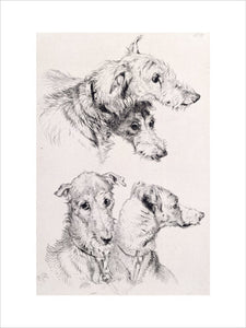 The Four Irish Greyhounds