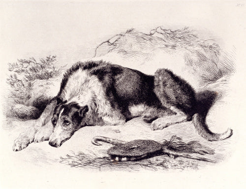 A Shepherd's Dog
