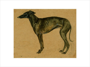 A greyhound in profile