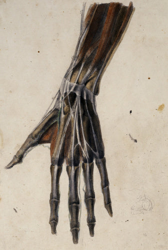 Anatomical drawing of the bones, muscles, tendons and major veins of the hand and wrist