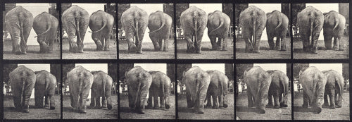 Elephants; two, walking