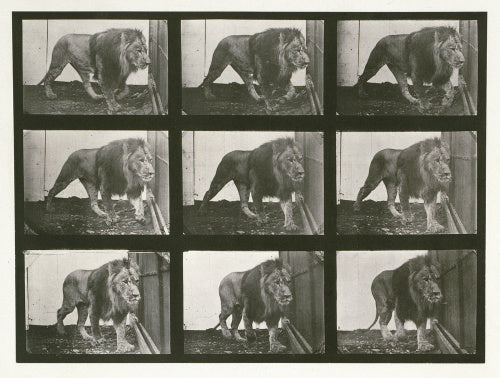 Lion; walking; from 'Animal Locomotion. An Electro-Photographic Investigation of Consecutive Phases of Animal Movement 1872-1885'