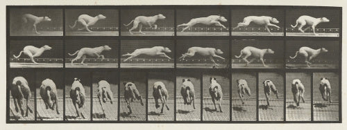 Dog; galloping; white racing hound (Maggie)