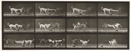 Dogs; three; tugging at a towel Ike, Maggie etc.; from 'Animal Locomotion. An Electro-Photographic Investigation of Consecutive Phases of Animal Movement 1872-1885'