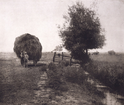 In the Haysel, from a portfolio of 'Pictures of East Anglian Life'