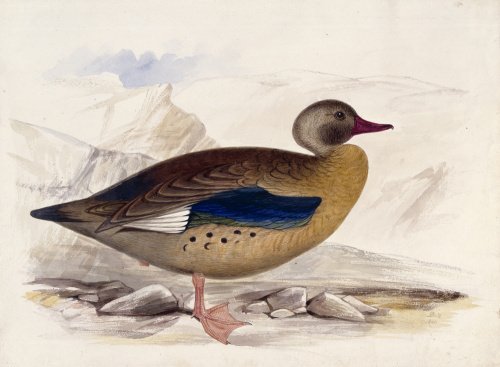 A goose, probably an Orinoco Goose, in profile