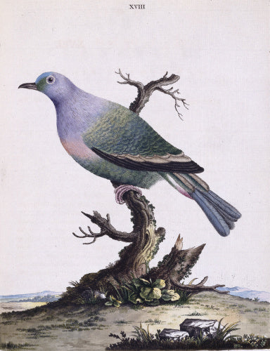 The Purple Pigeon', from 'New illustrations of zoology', London, 1776