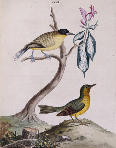 The Yellow-breasted Fly-catcher' and 'Green Warbler', from 'New illustrations of zoology', London, 1776