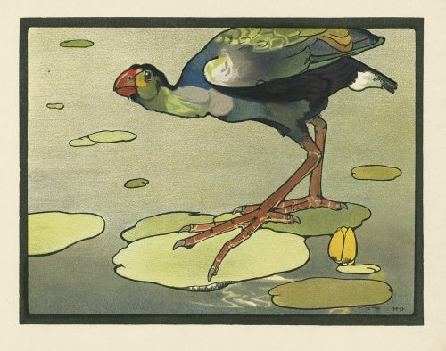 The Gallinule, from Maurice and Edward Detmold's 'Pictures from Birdland', London, J.M. Dent & Co.,1899