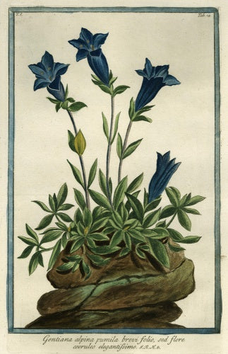 Gentiana Alpina [Southern Gentian], from Giorgio Bonelli's 'Hortus Romanus', Romae: Bouchard et Gravier, 1772 [-93], vol. I