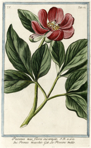 Peonia mas flores incarnato [Bishop's Flower]  from Giorgio Bonelli's 'Hortus Romanus', Romae: Bouchard et Gravier, 1772 [-93], vol. V pl.32